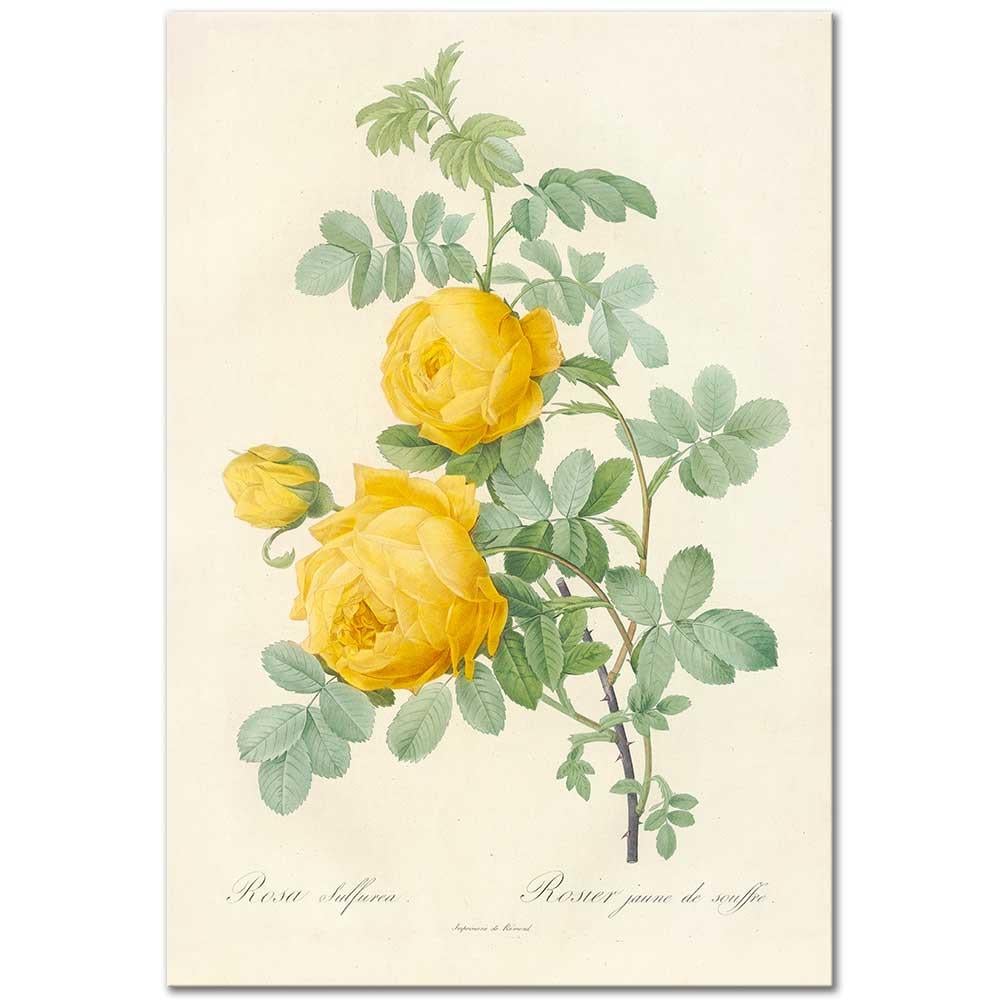 Rosa Sulfurea by Pierre Joseph Redoute