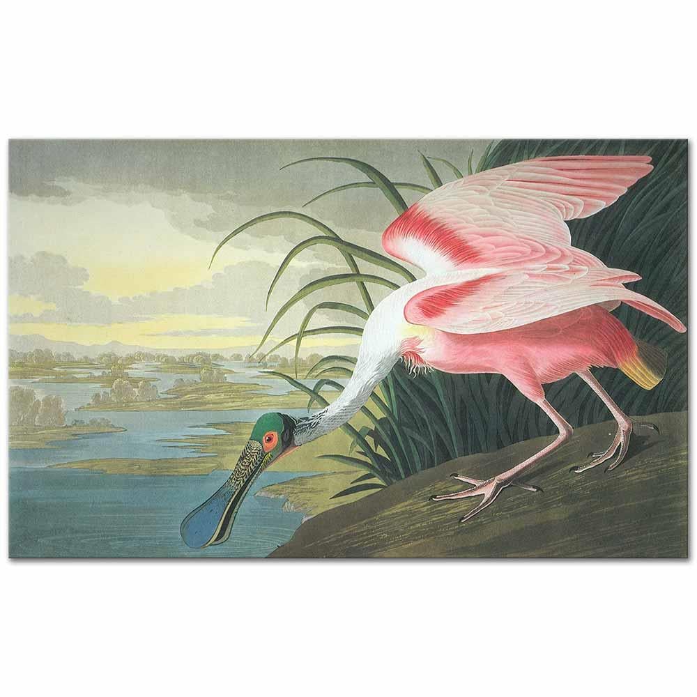 Roseate Spoonbill by John James Audubon as Art Print