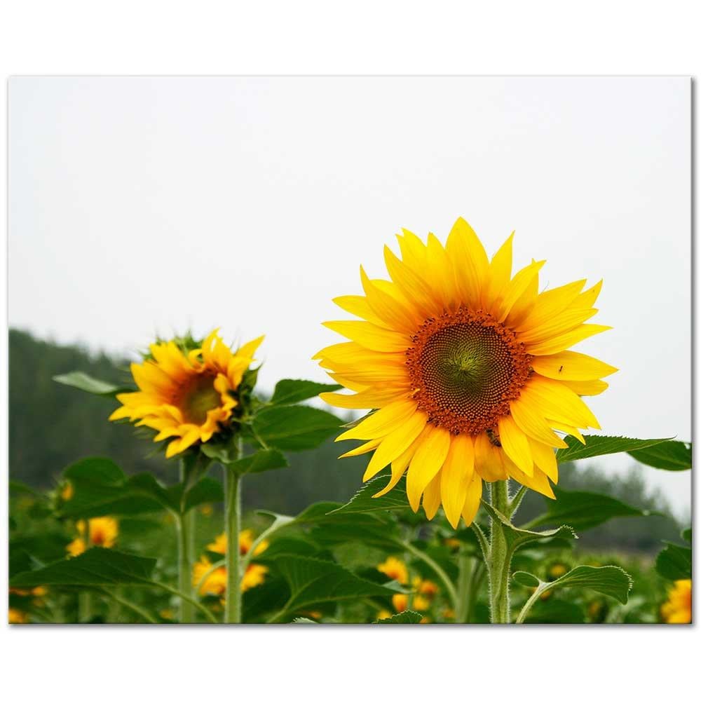 Sabahattin Kayis Sunflowers Art Print