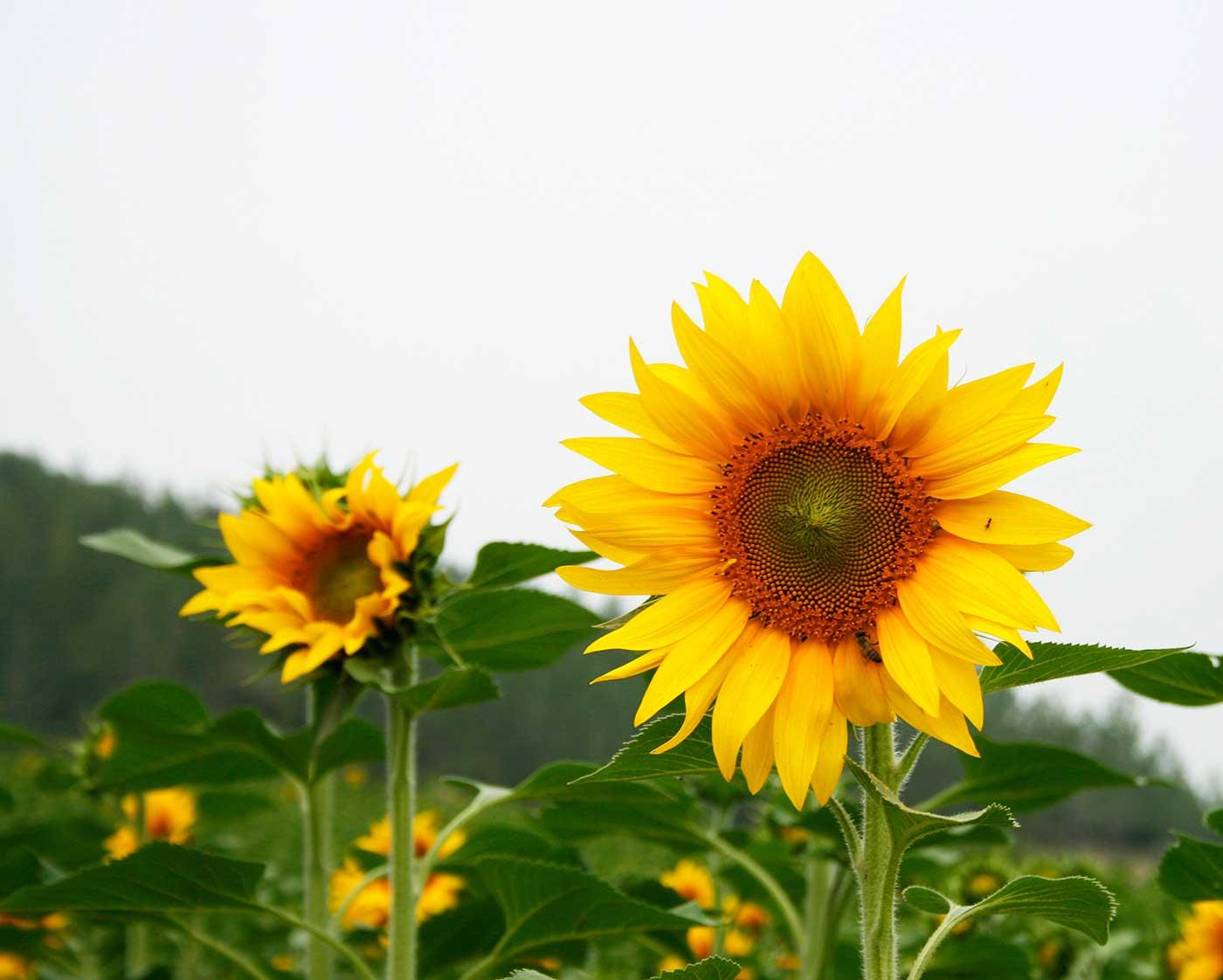 Sabahattin Kayis Sunflowers Art Print