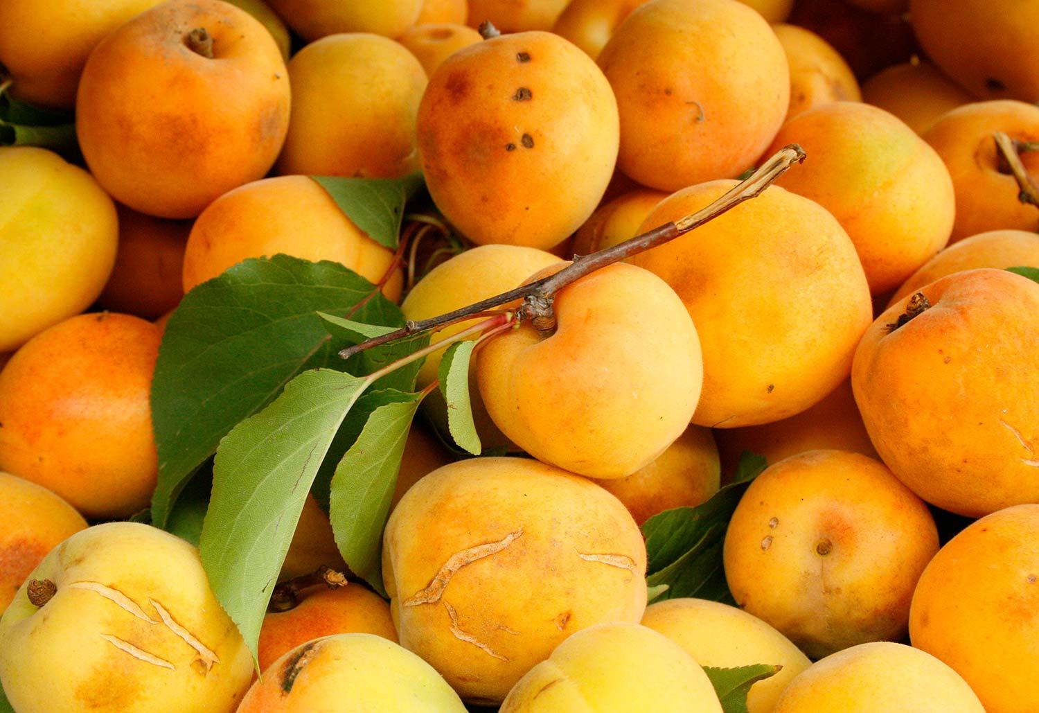 Sabahattin Kayış Apricots Art Print