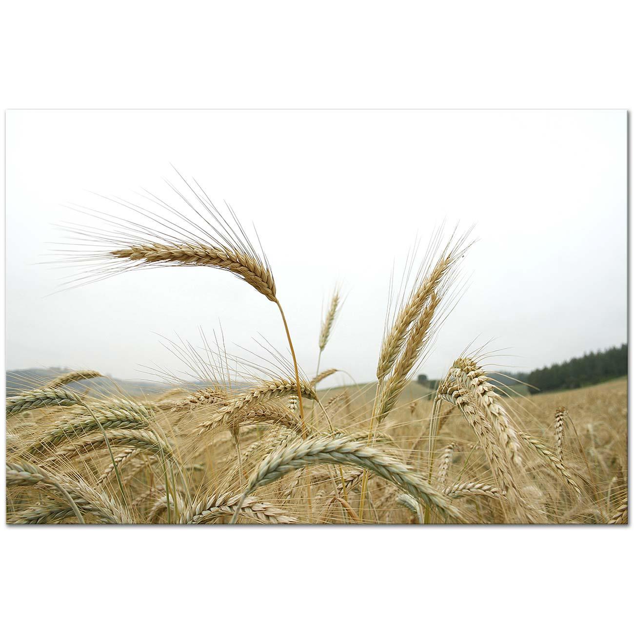 Sabahattin Kayis Wheat in the Wind Art Print