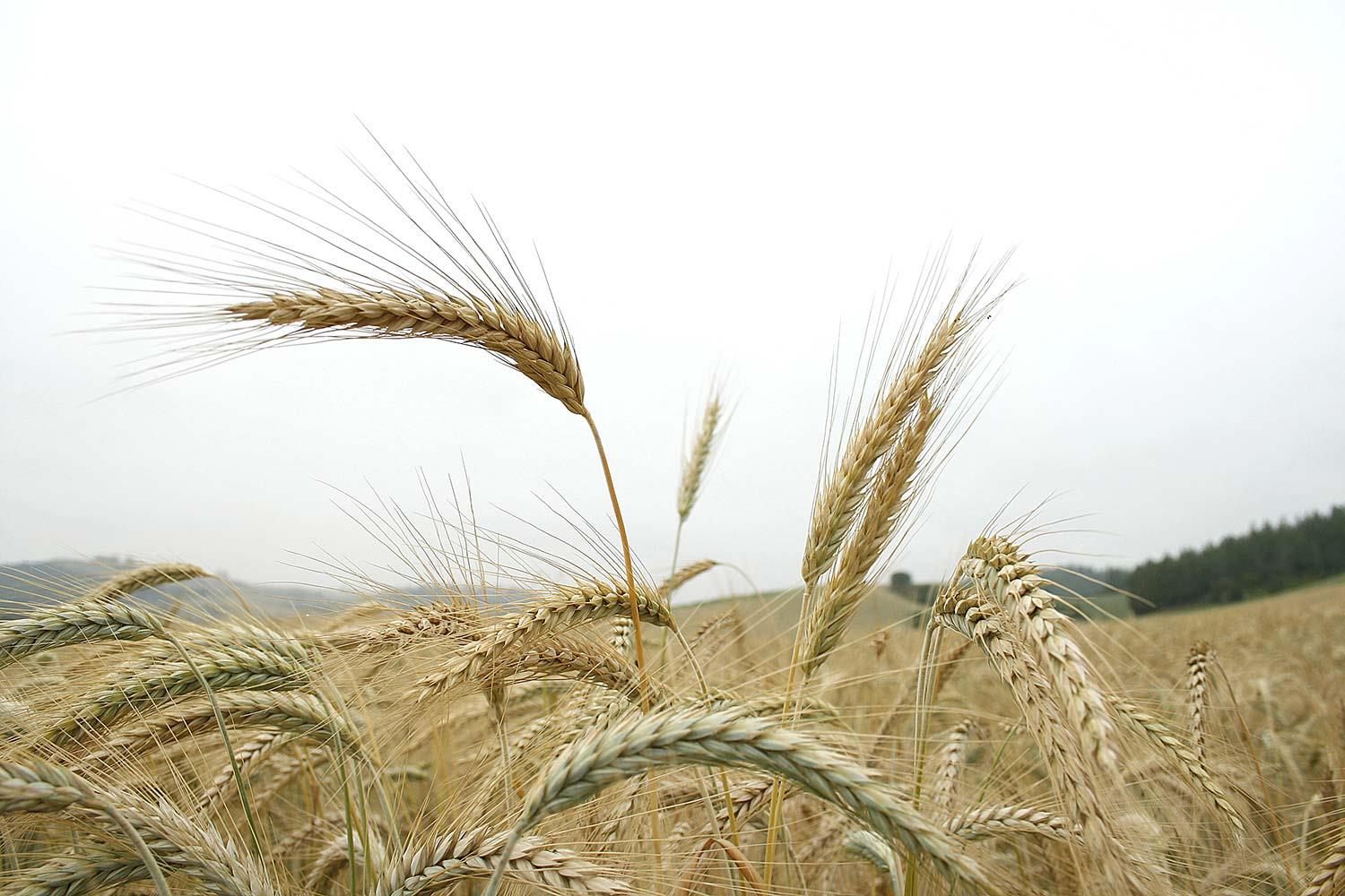Sabahattin Kayis Wheat in the Wind Art Print