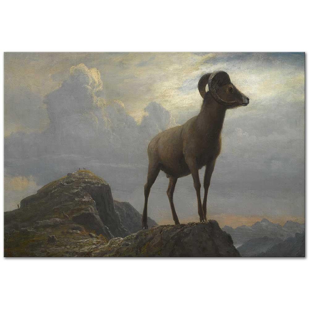 Study Of A Bighorn Ram by Albert Bierstadt as Art Print