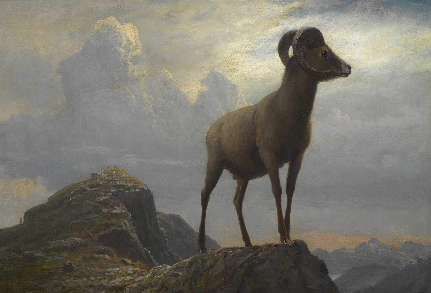 Study Of A Bighorn Ram by Albert Bierstadt