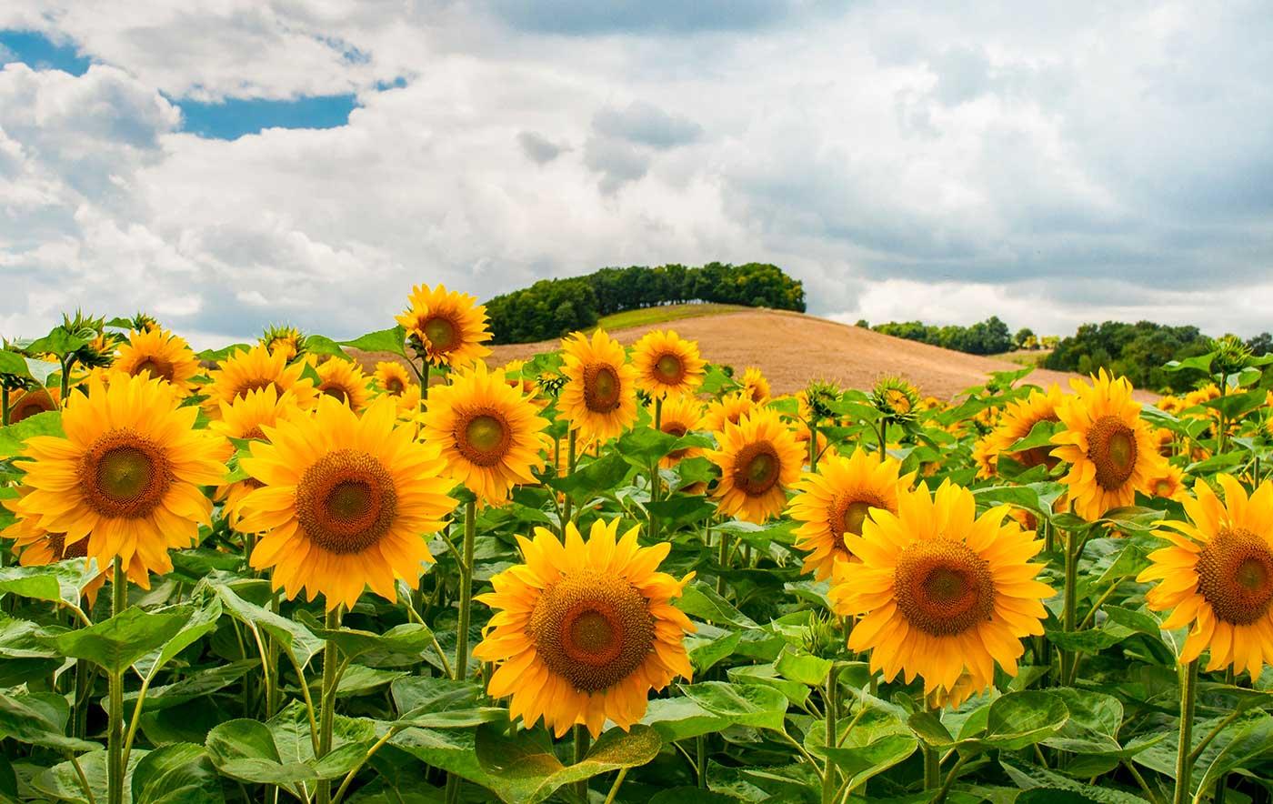 Sunflowers in the Field