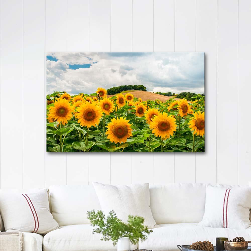 Sunflowers in the Field as Art Print