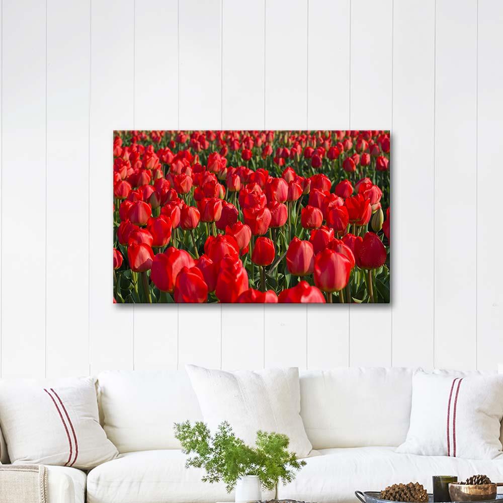 Tulip Fields as Art Print