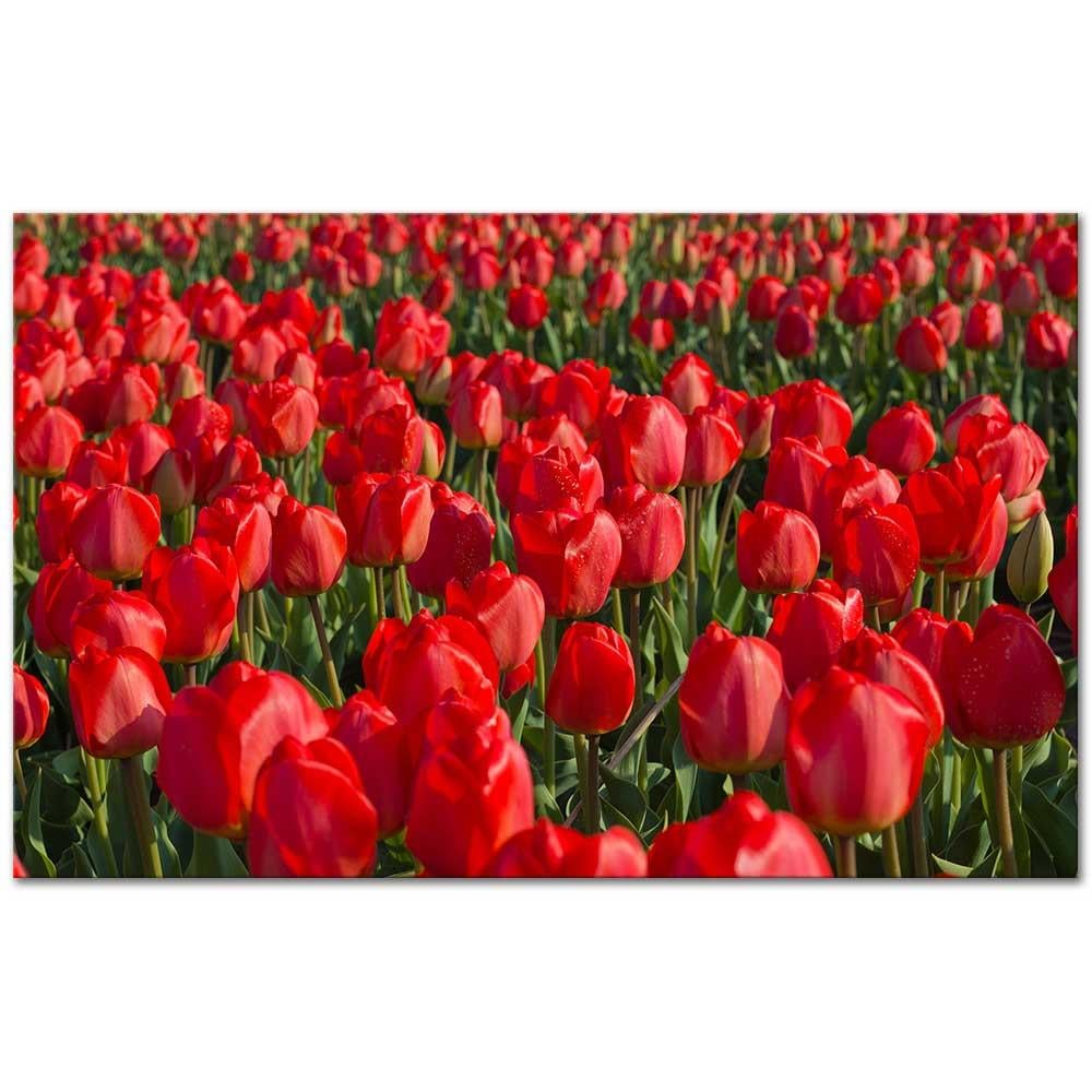 Tulip Fields as Art Print