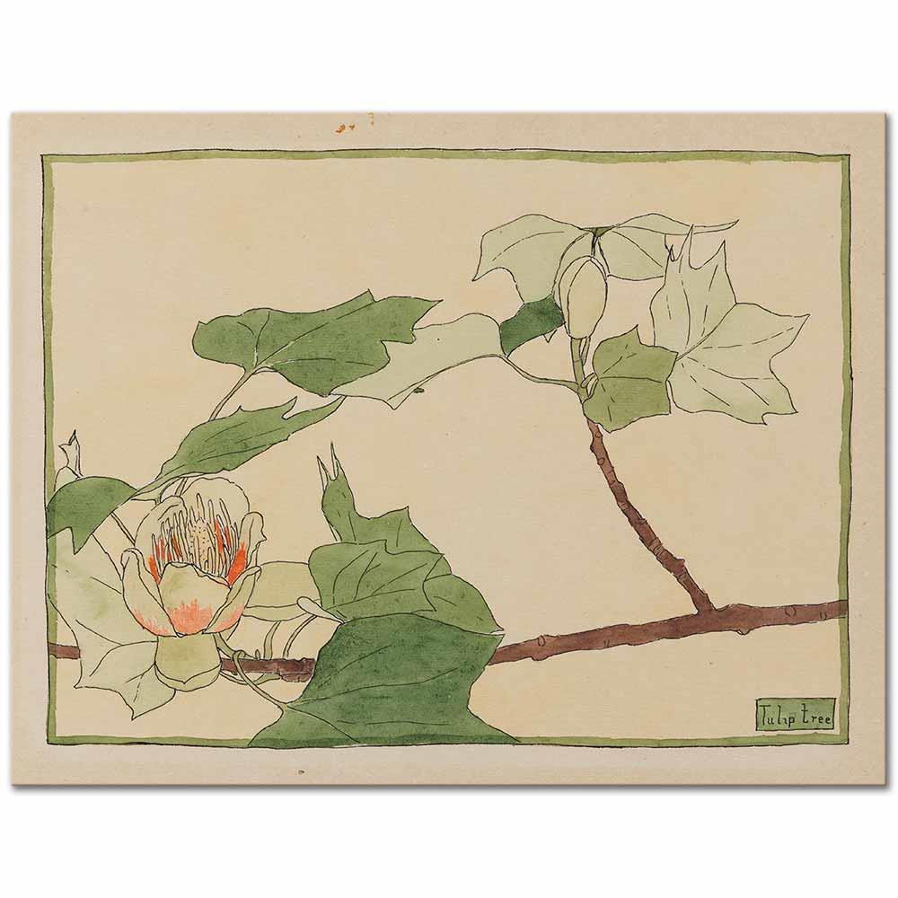 Tulip Tree by Hannah Borger Overbeck as Art Print