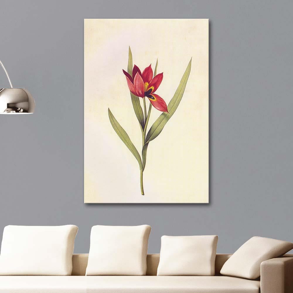 Pierre Joseph Redoute Kaba Lale (Tulipa Agenensis) Kanvas Tablo