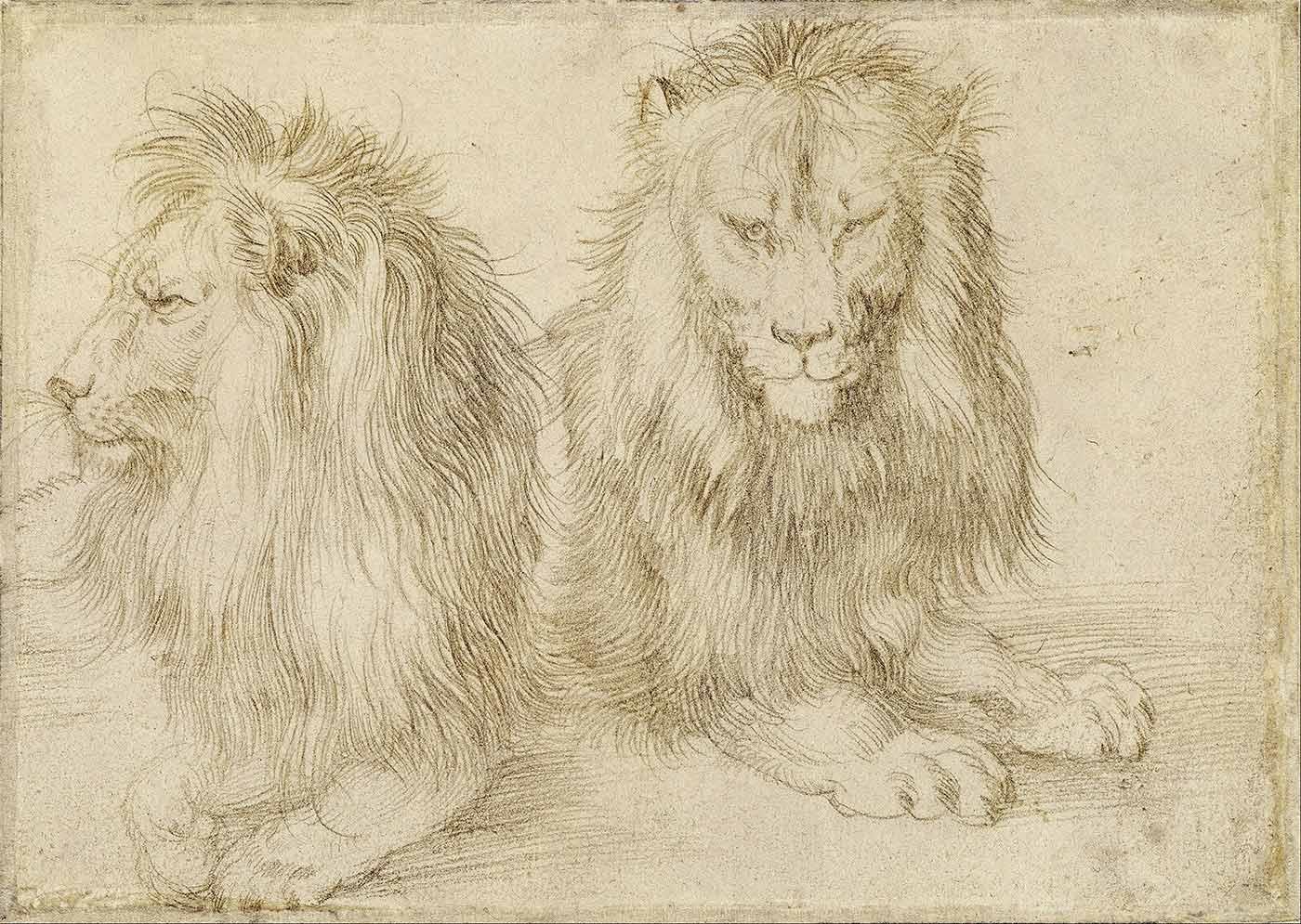Two Seated Lions by Albrecht Dürer