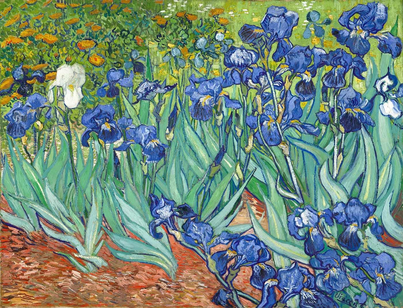 Vincent van Gogh Tarlada Süsenler Kanvas Tablo