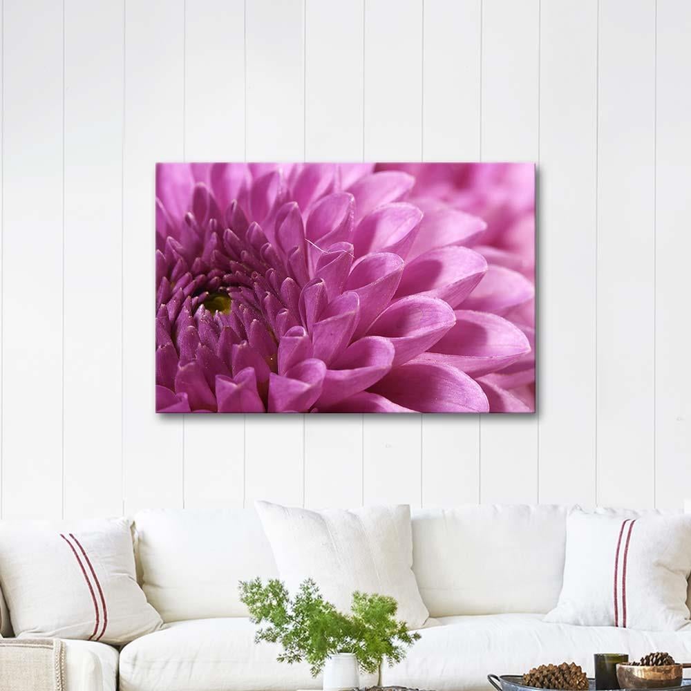 Violet Chrysanthemum as Art Print