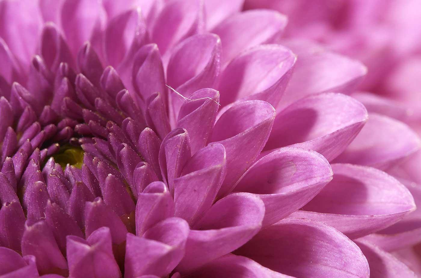 Violet Chrysanthemum