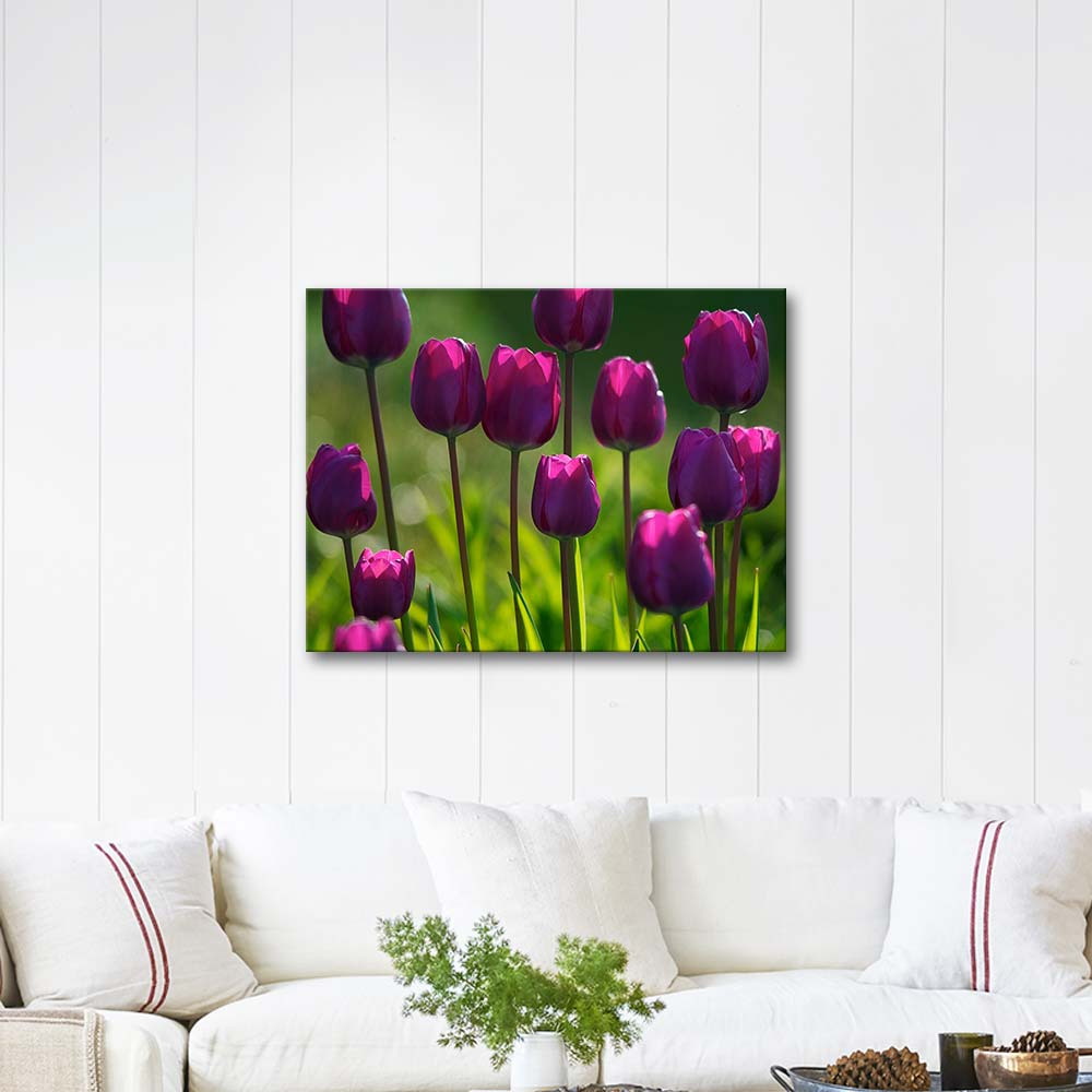 Violet Tulips Art Print