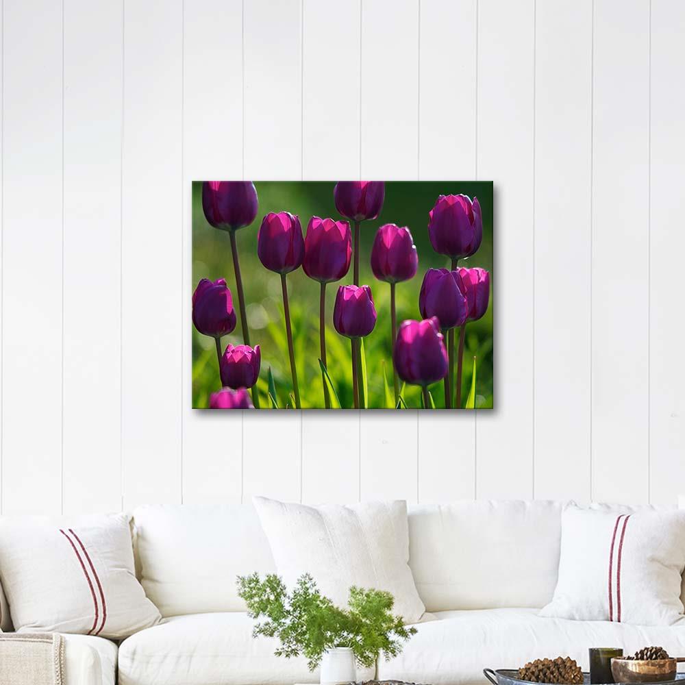 Violet Tulips as Art Print
