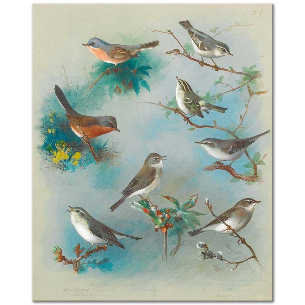 Warbler and Wrens by Archibald Thorburn