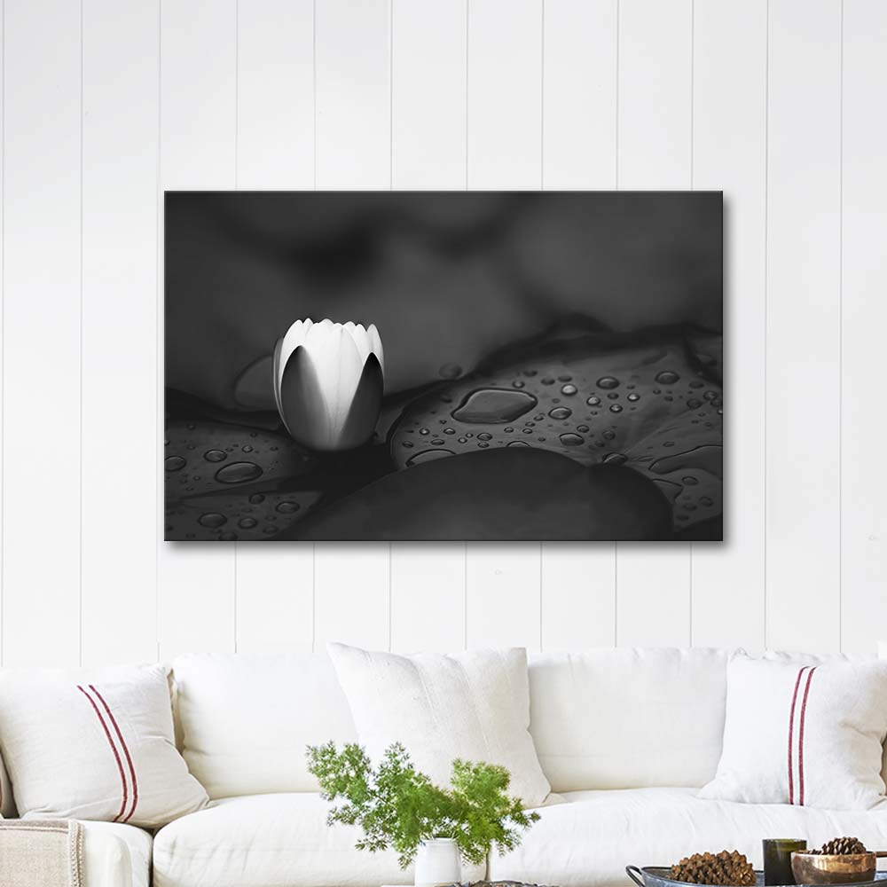 Water Lily Art Print