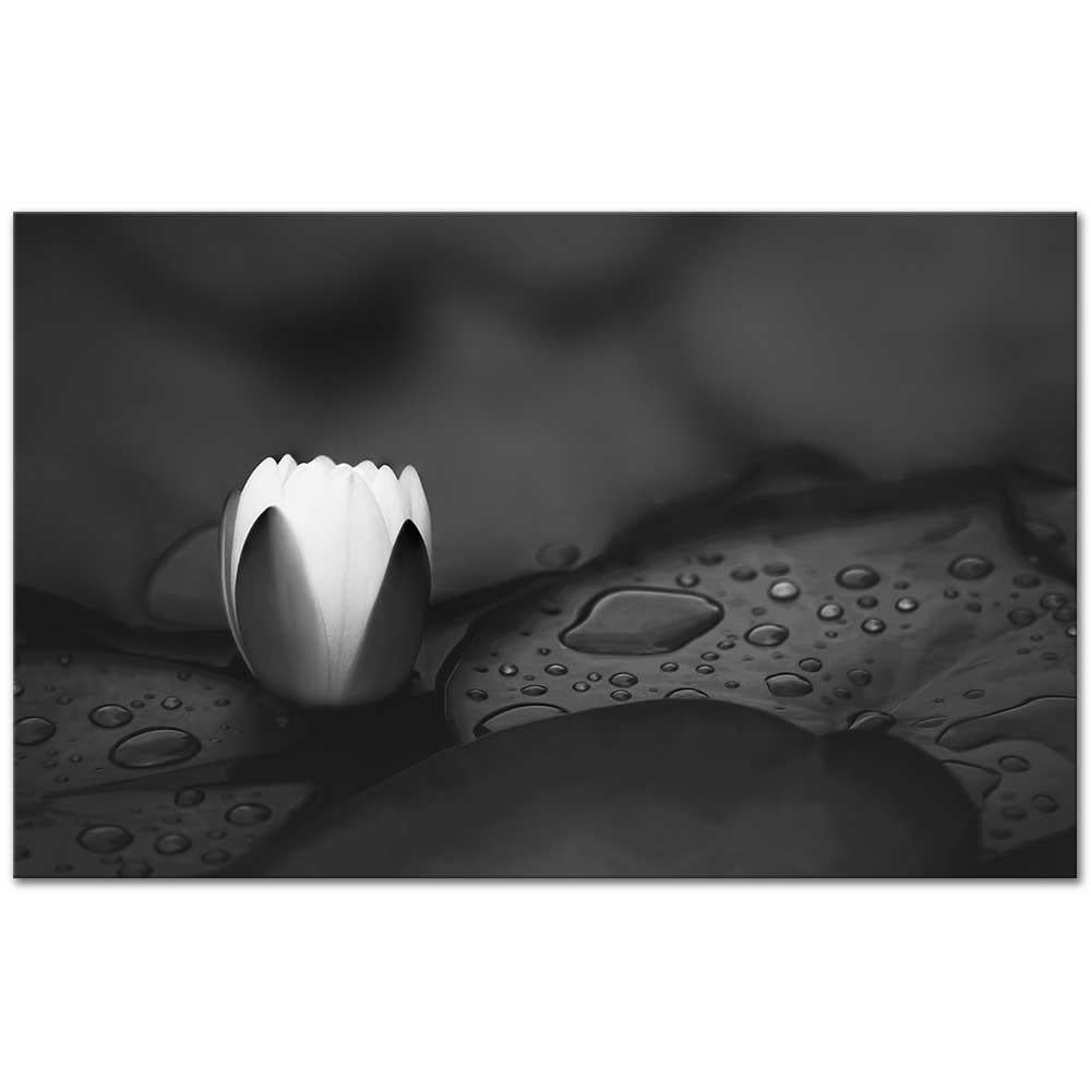 Açılan Nilüfer Kanvas Tablo