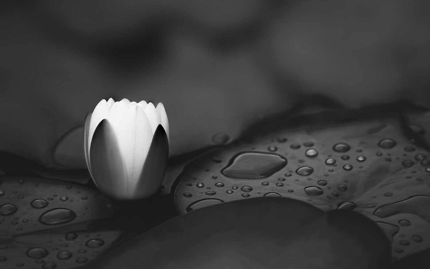 Açılan Nilüfer Kanvas Tablo