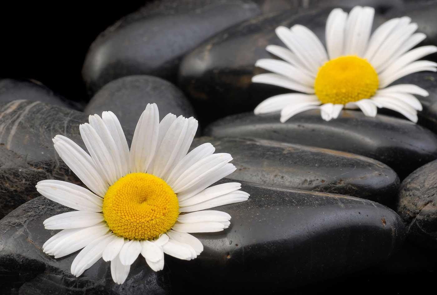 White Daisy Composition