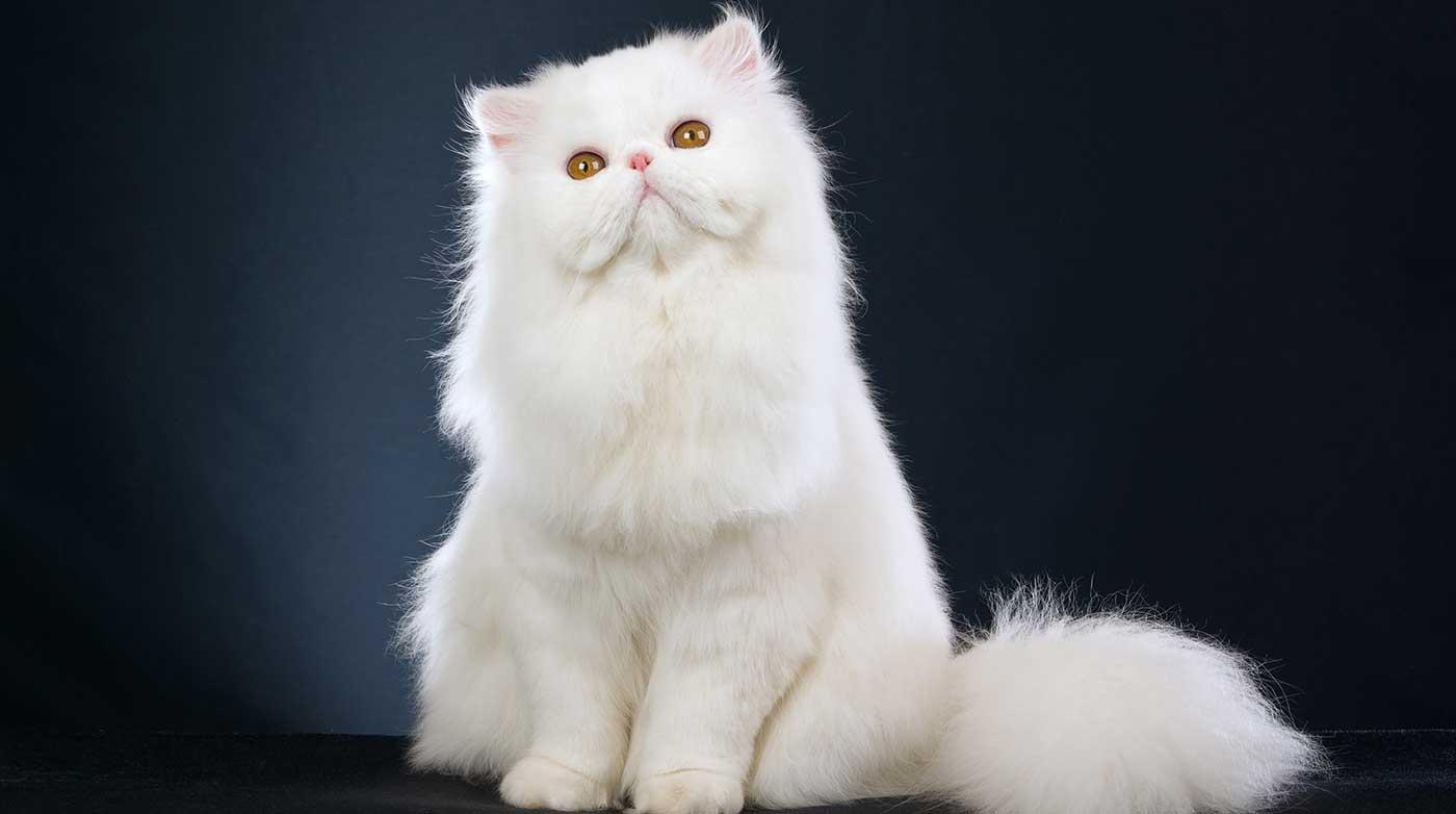 White Fluffy Cat