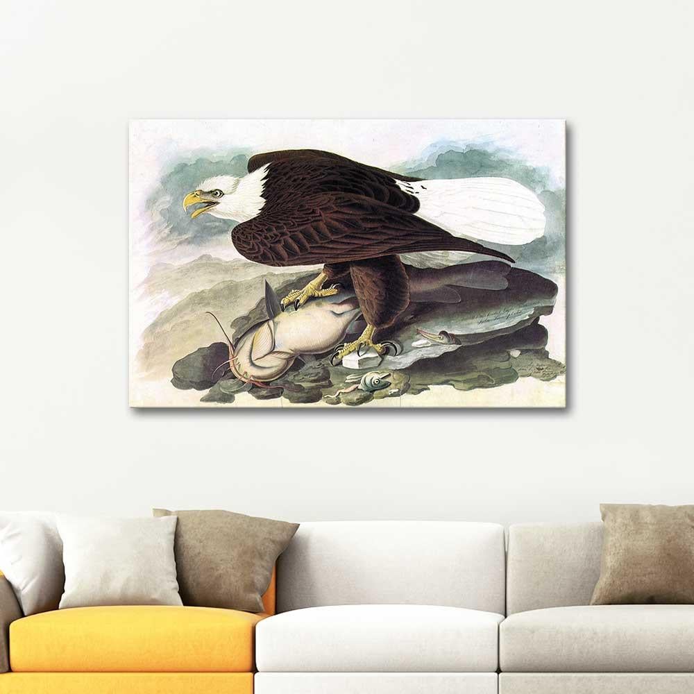 White Headed Eagle by John James Audubon as Art Print
