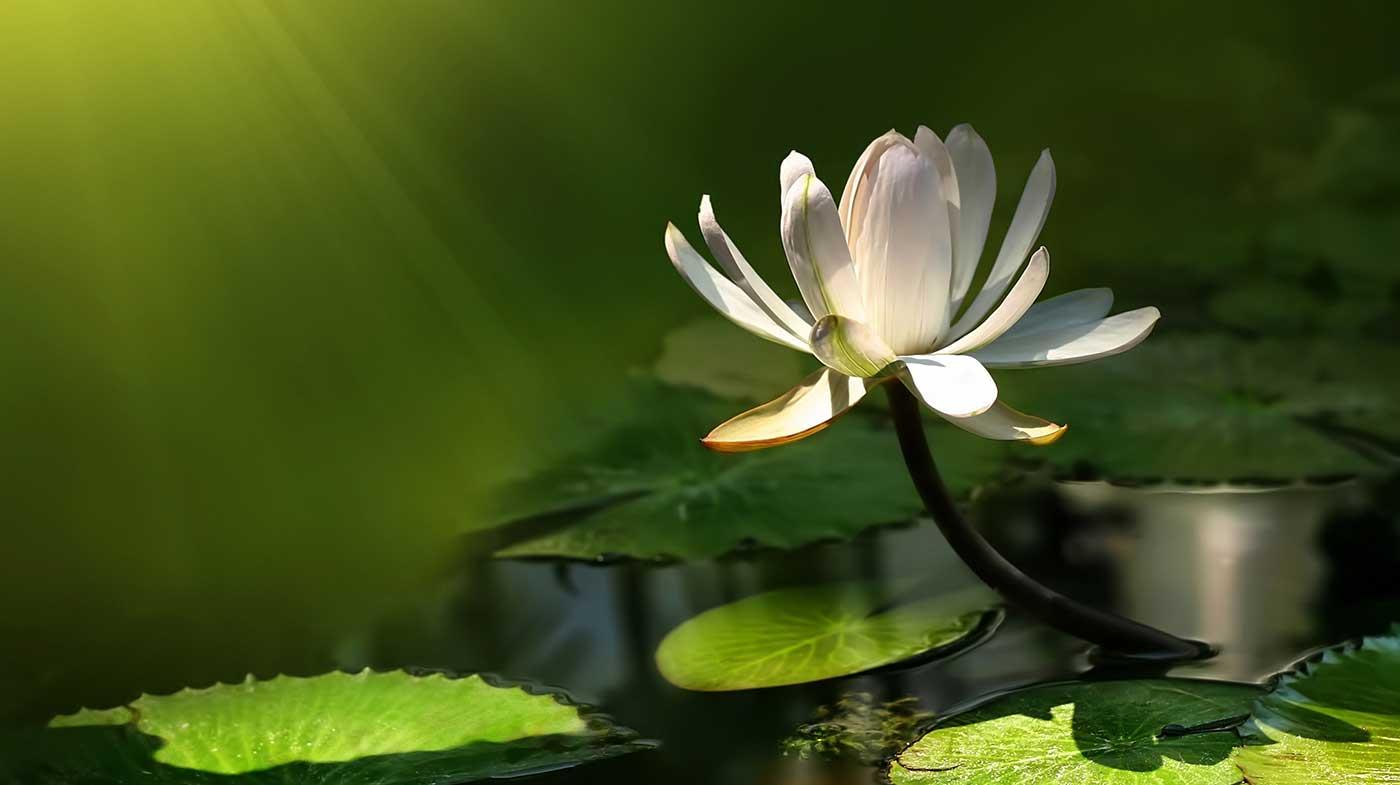 Beyaz Lotus Çiçeği Kanvas Tablo