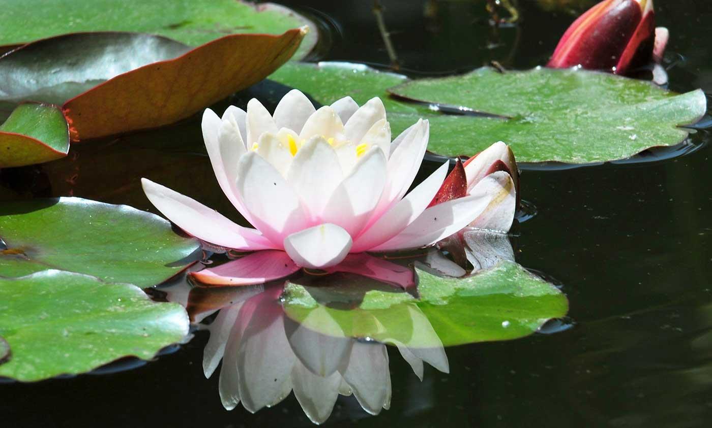 Beyaz Nilüfer Kanvas Tablo