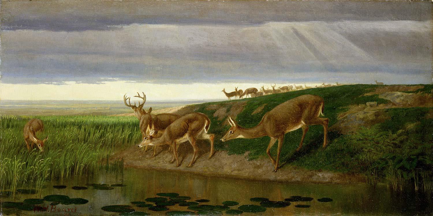 William Holbrook Beard Deer on the Prairie Art Print