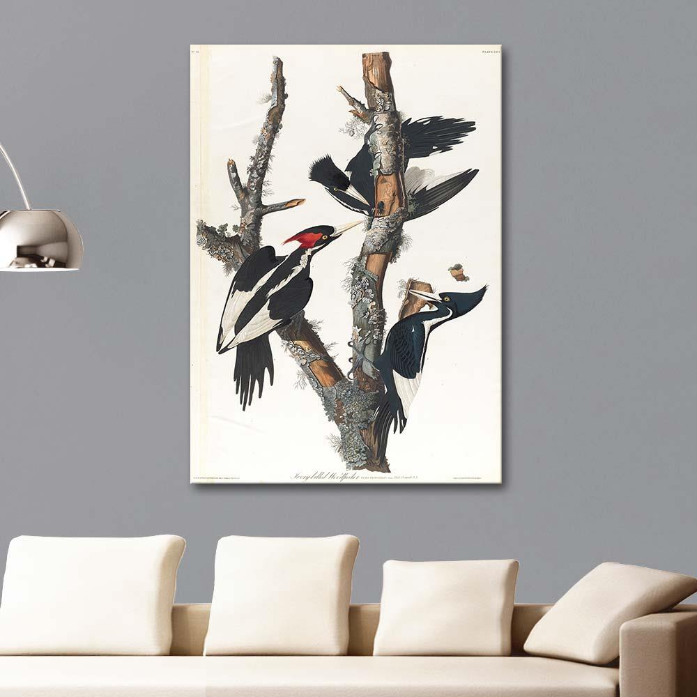 John James Audubon Ağaçkakan Kanvas Tablo