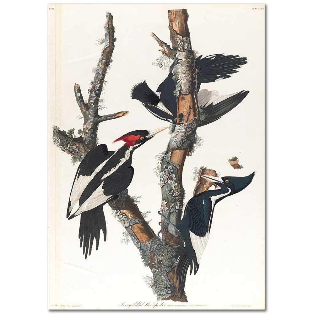 John James Audubon Ağaçkakan Kanvas Tablo
