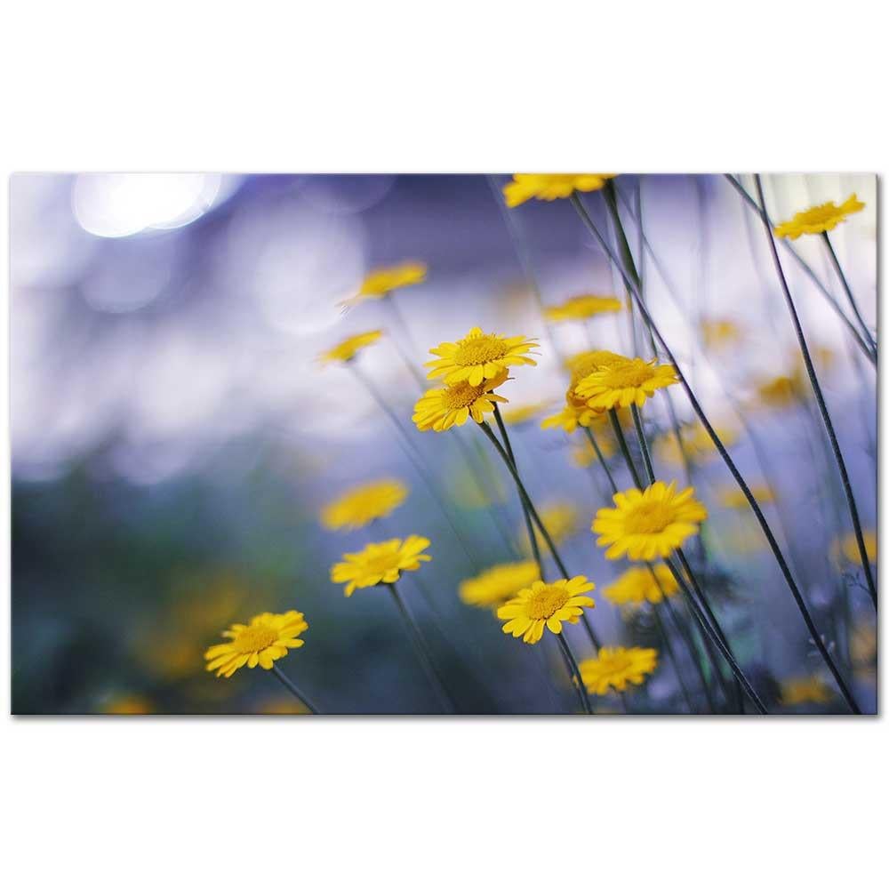 Yellow Daisies as Art Print