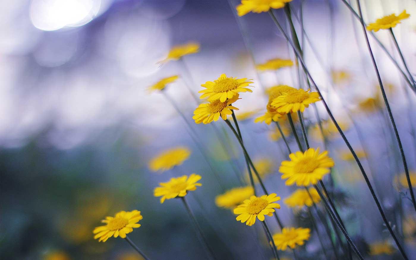 Yellow Daisies