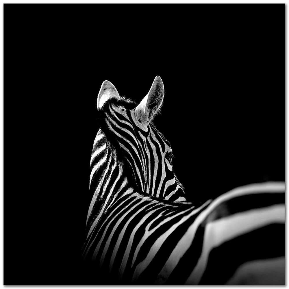 Zebra Black White 01