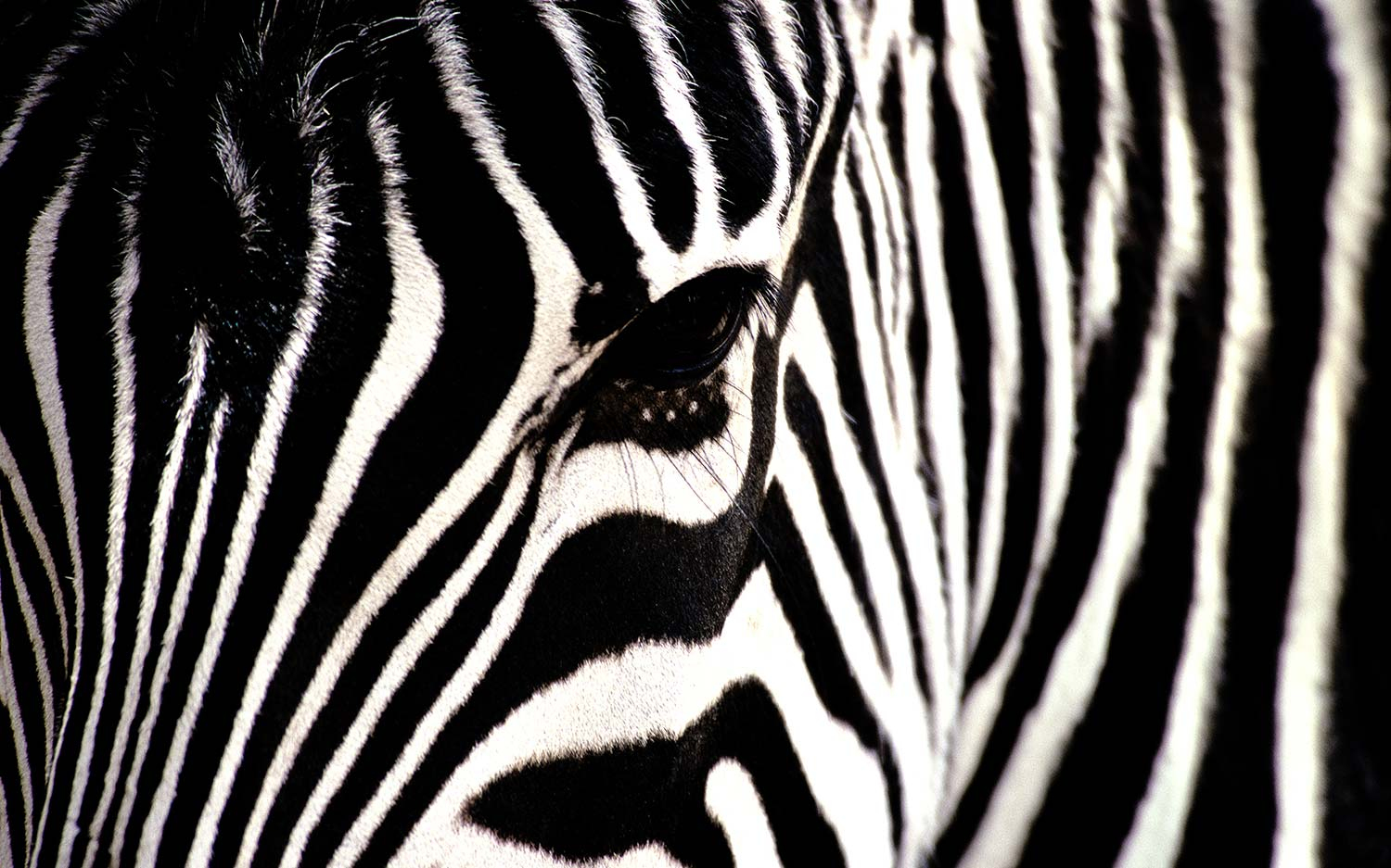 Zebra Elegance Art Print