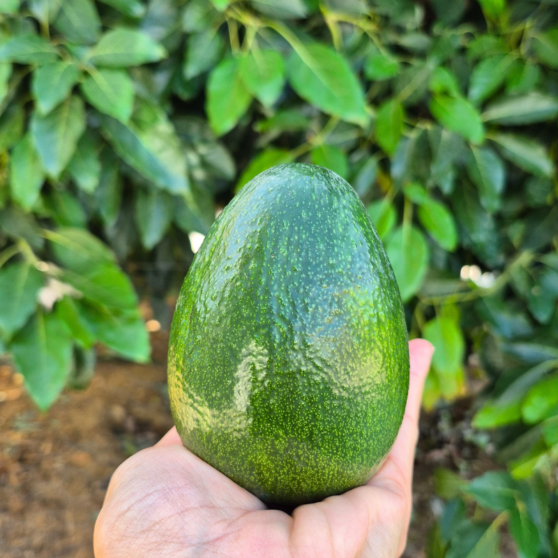 BACON AVOKADO 