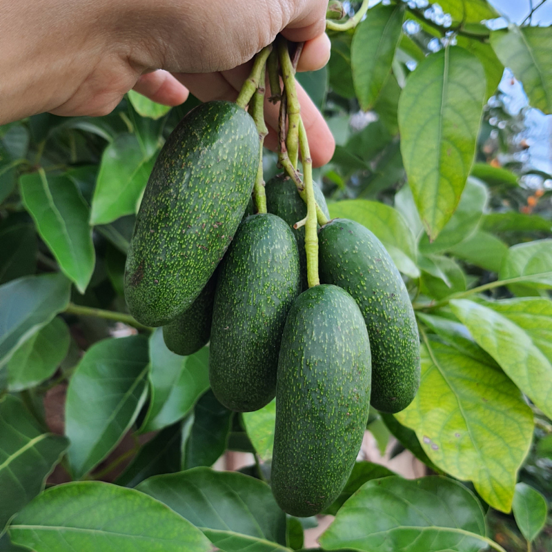 Bebek Avokado 1 Kilo