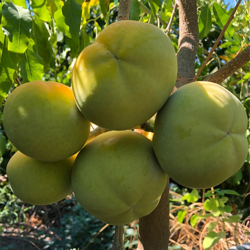 Beyaz Çikolata Meyvesi 1 Kilo
