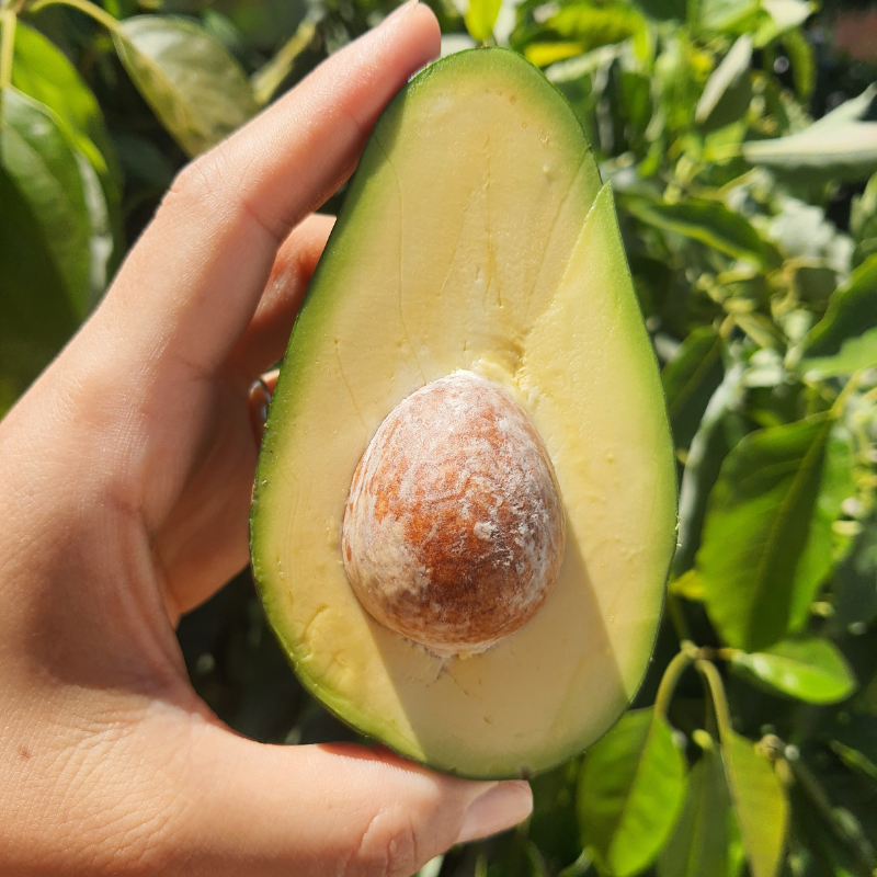 Clifton Avokado 200 gr Üstü
