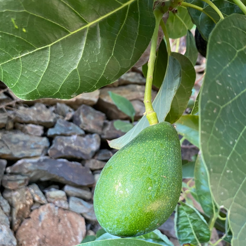 Clifton Avokado 200 gr Üstü