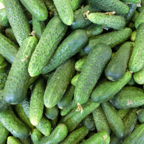 Dikenli Salatalık 1 Kilo