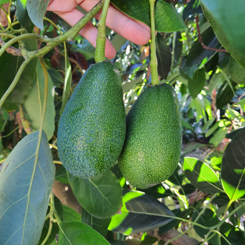 Fuerte Avokado 250 Gram Üstü