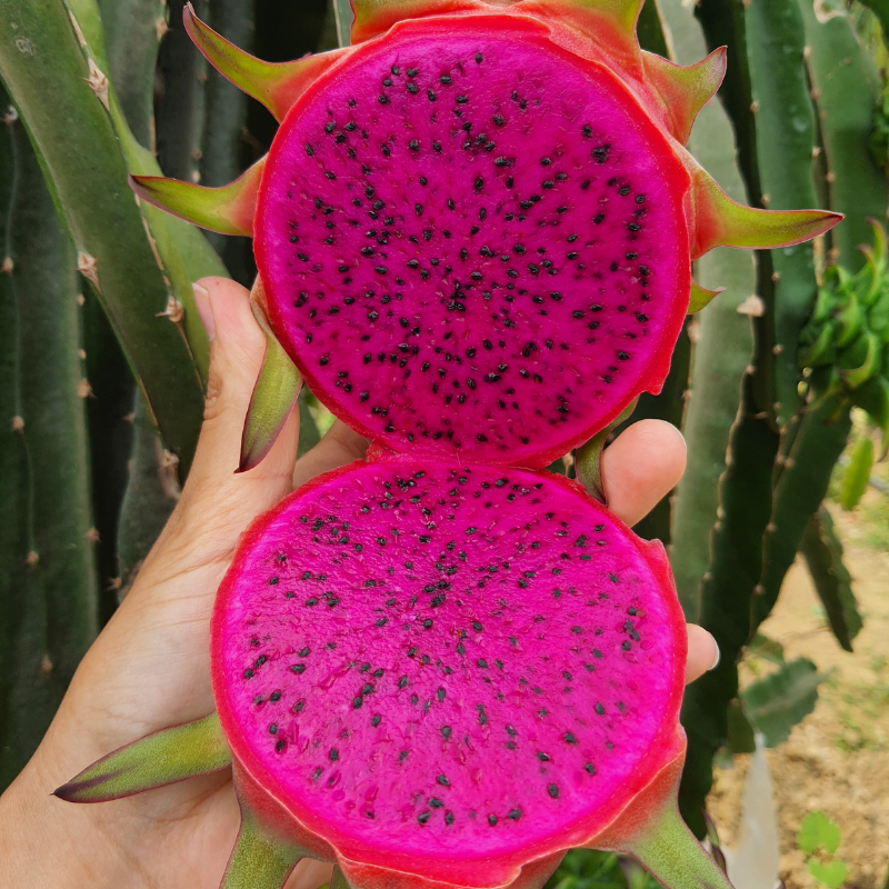 Kırmızı Ejder 250 Gram Üstü