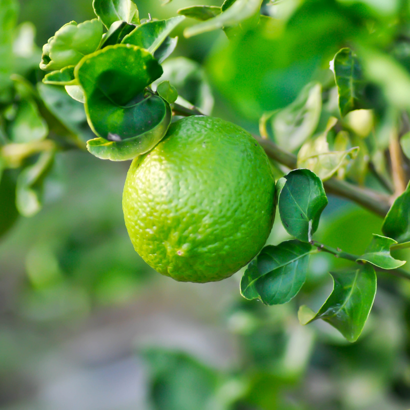 Lime Limon 500 Gram