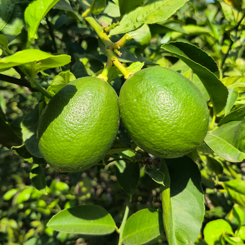 Limon 1 Kilo