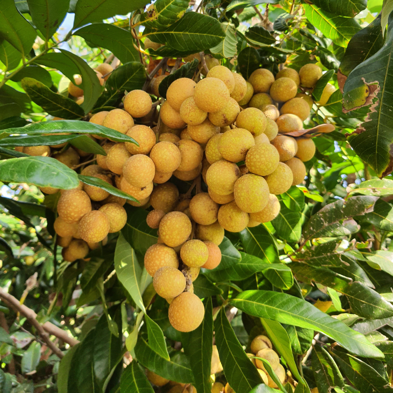 Longan 250 Gram
