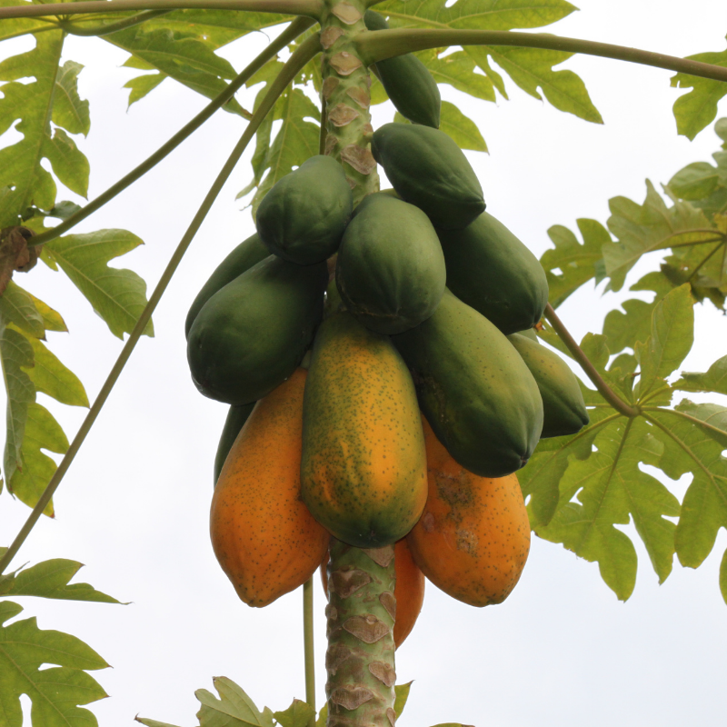 Papaya Meyvesi 1 Kilo