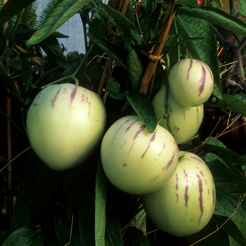 Pepino 1 Kilo